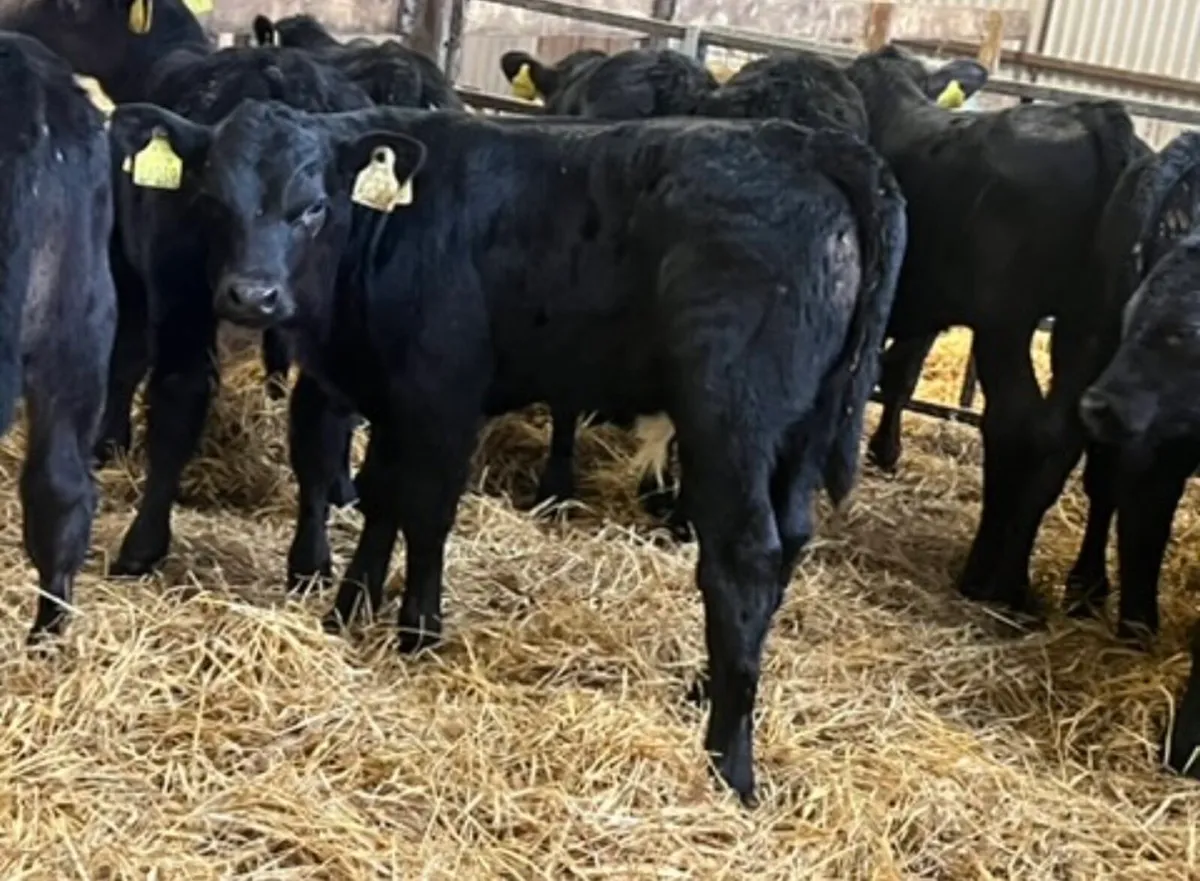 Smashing Aberdeen Angus Bulls - Image 3