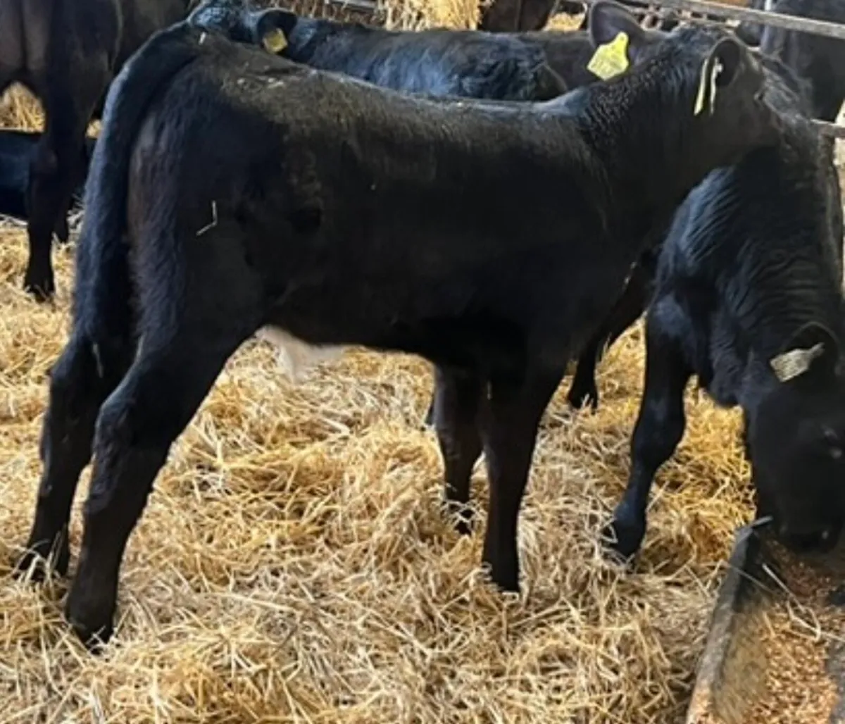 Smashing Aberdeen Angus Bulls - Image 4