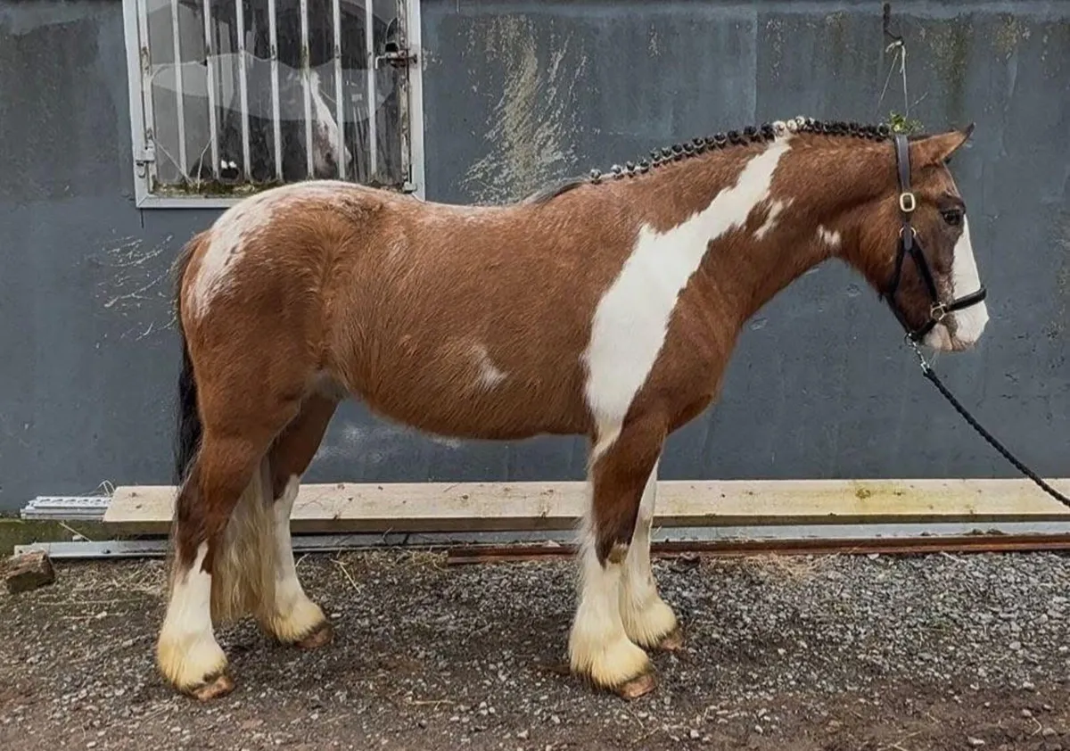 Flashy 14.2 Cob - Image 1