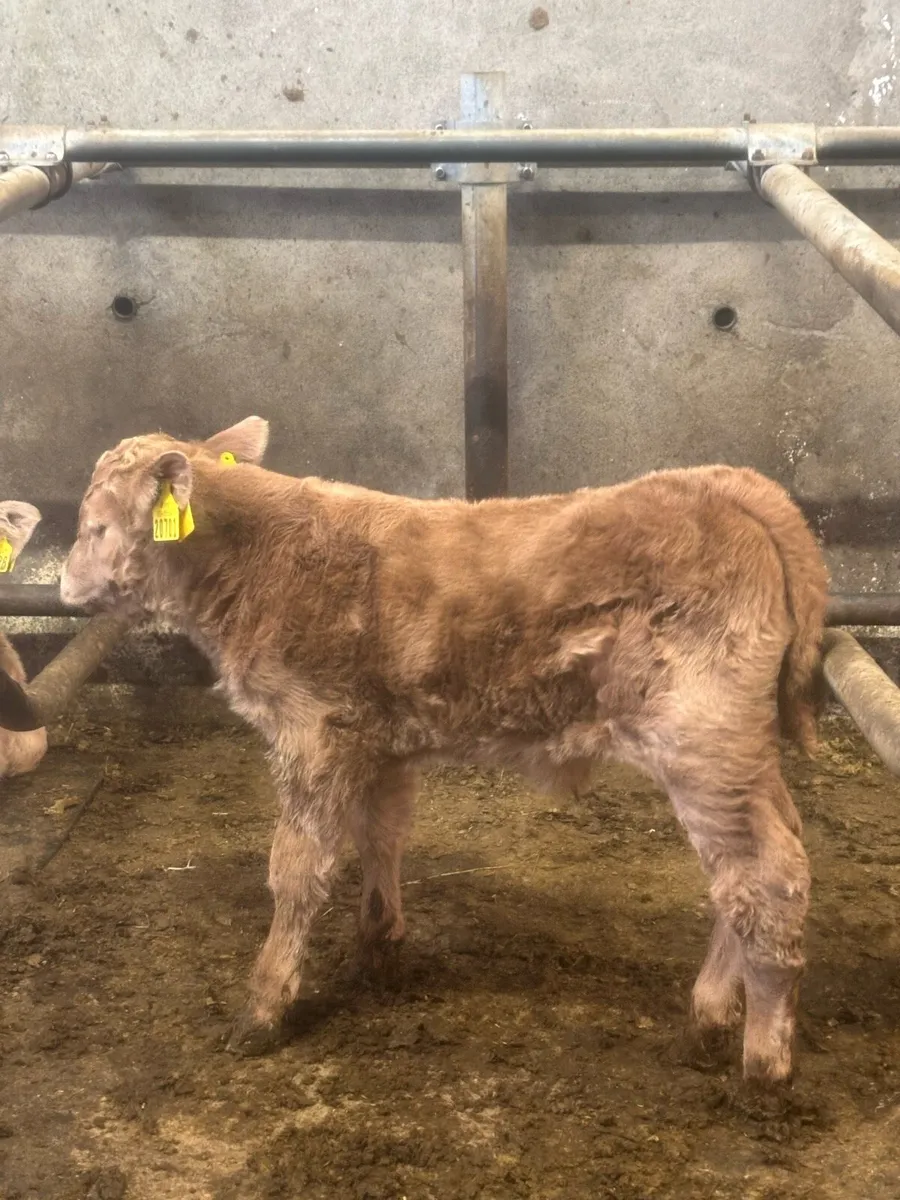 Foster calf - Image 2