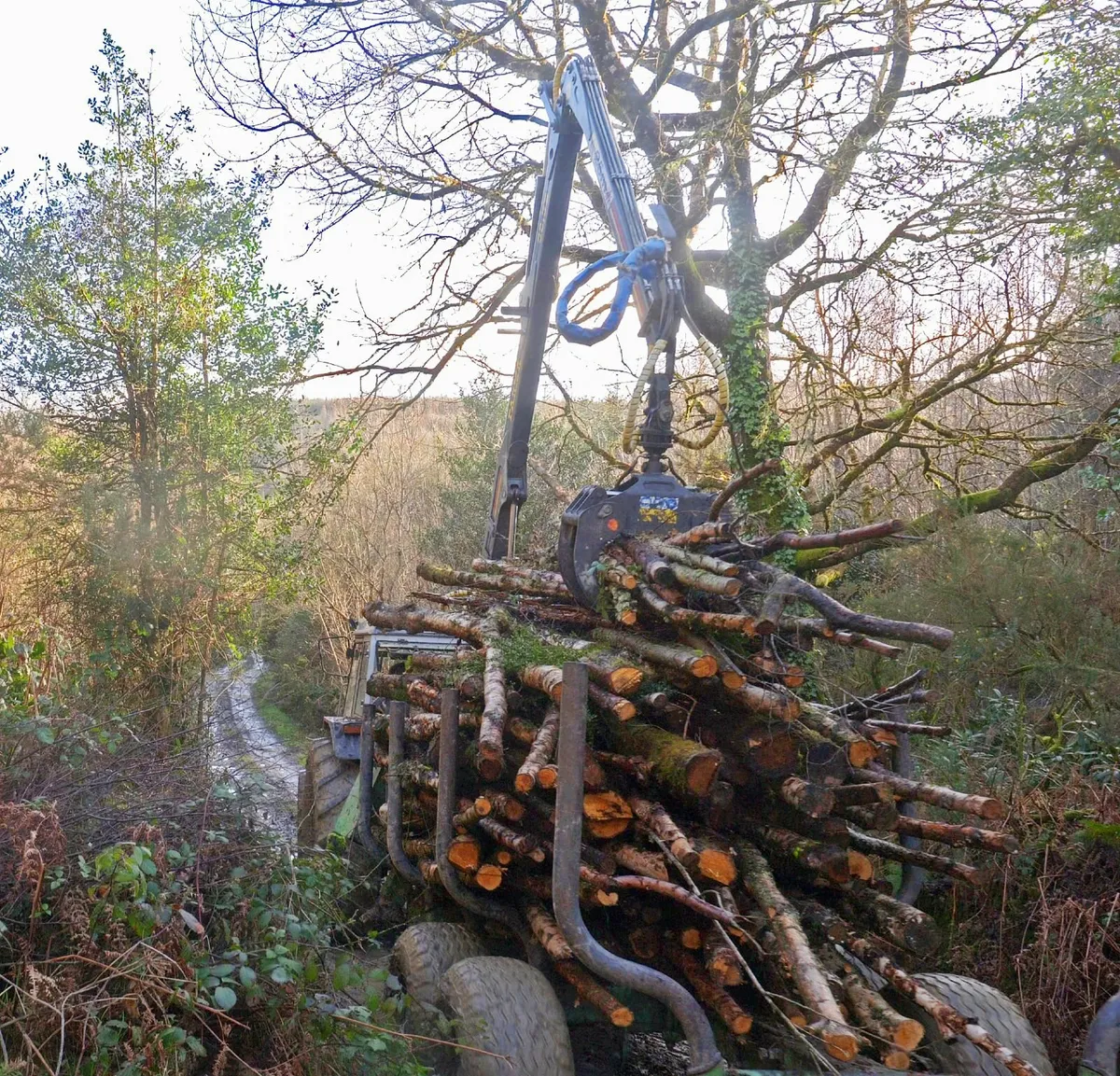 Firewood: Trailer Load of Ash Logs - Image 2