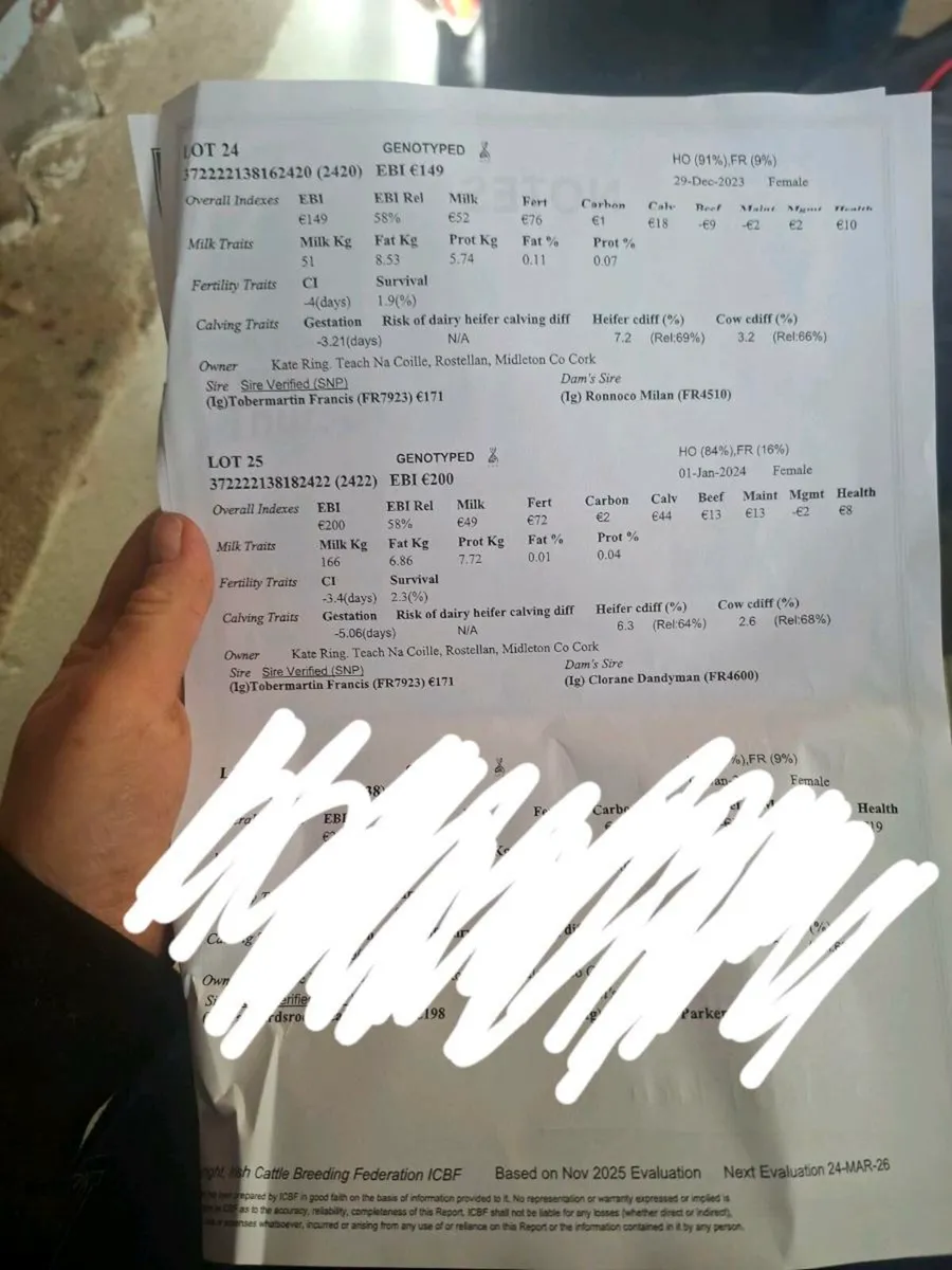 2 In Calf FR Heifers - Image 3