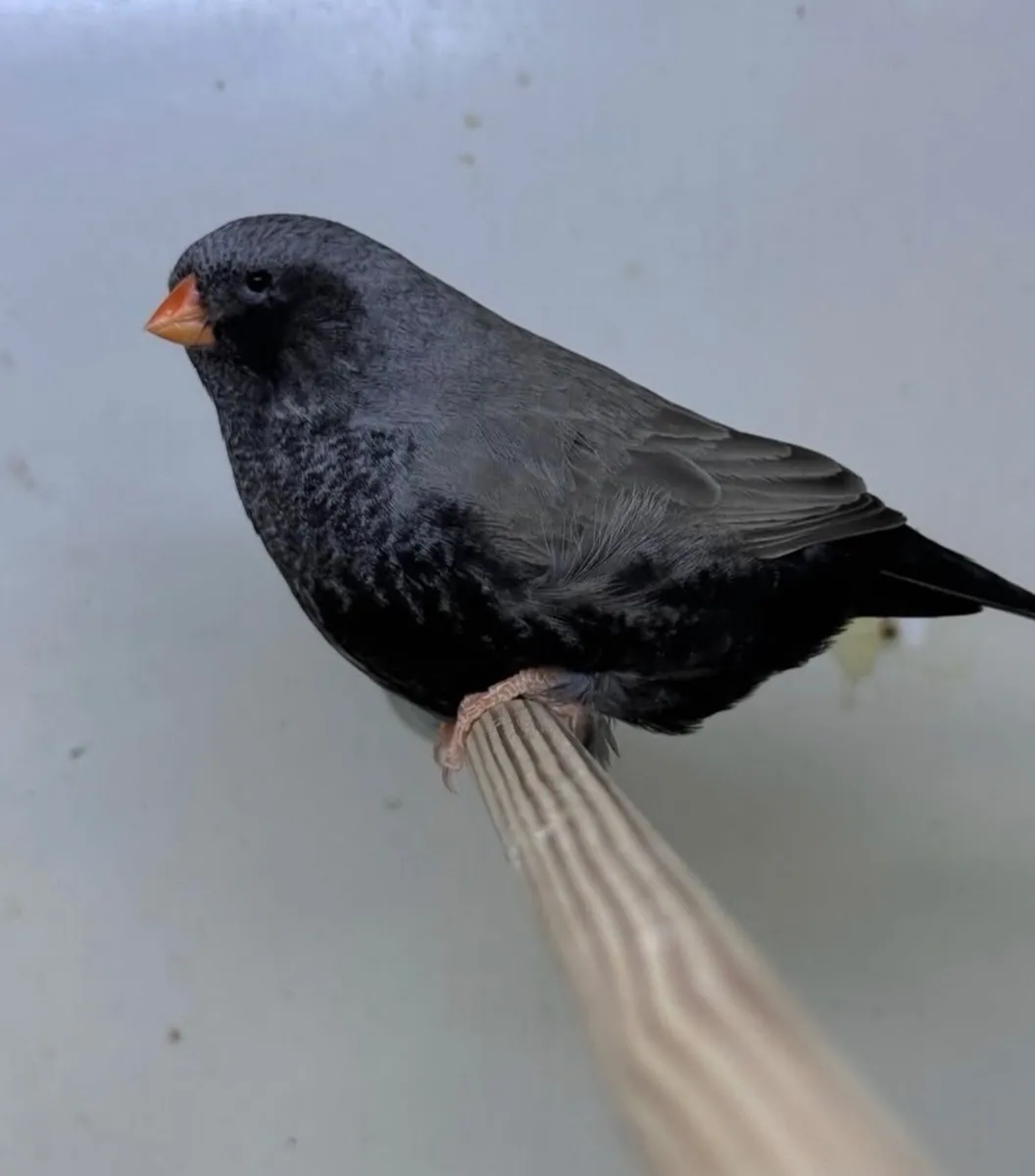 Super Exhibition Zebra finches Charcoal etc