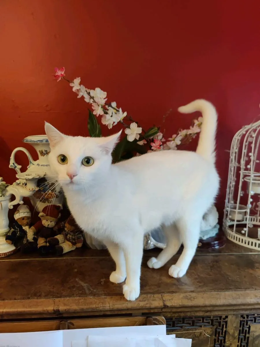 Gorgeous female cat 1 year old - Image 2