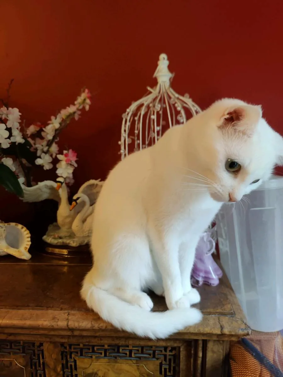 Gorgeous female cat 1 year old - Image 3