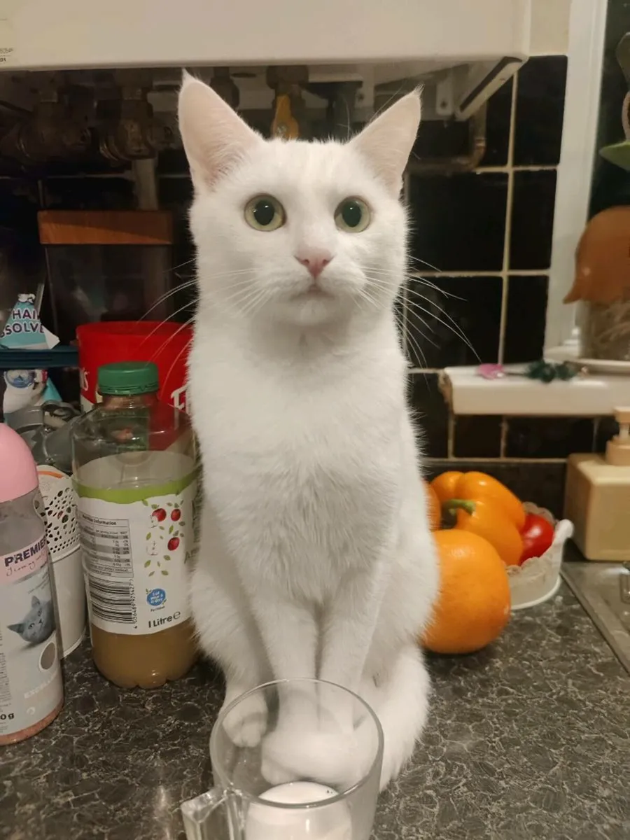 Gorgeous female cat 1 year old - Image 4