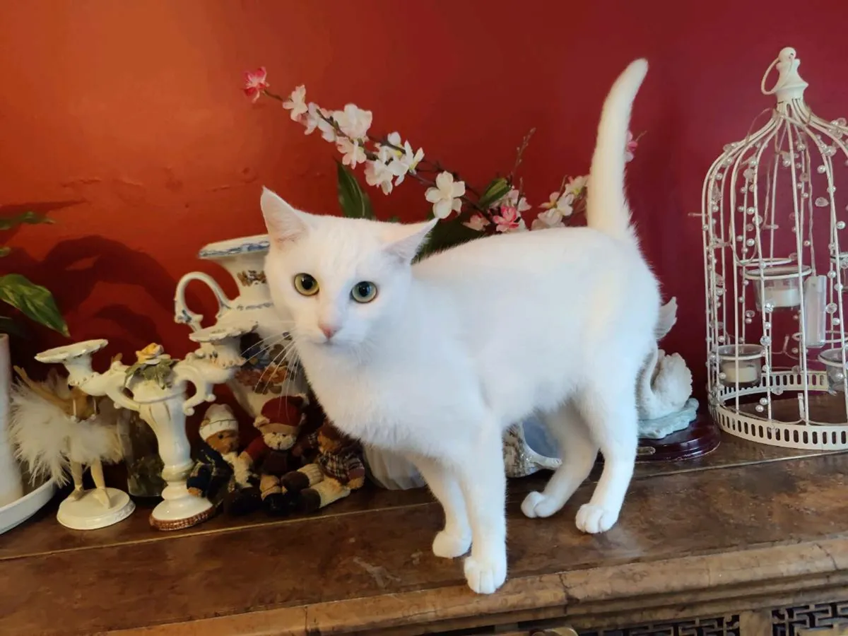 Gorgeous female cat 1 year old - Image 1