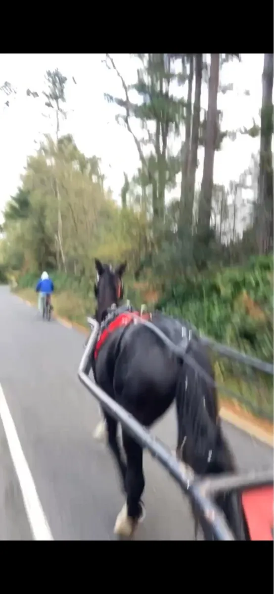 Half bred colt - Image 4