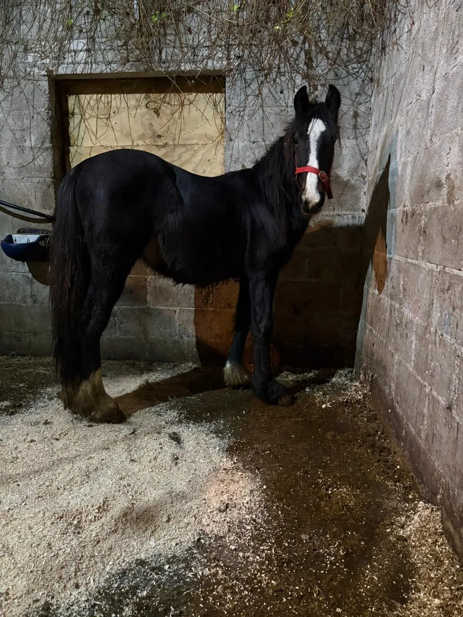 Half bred colt - Image 1