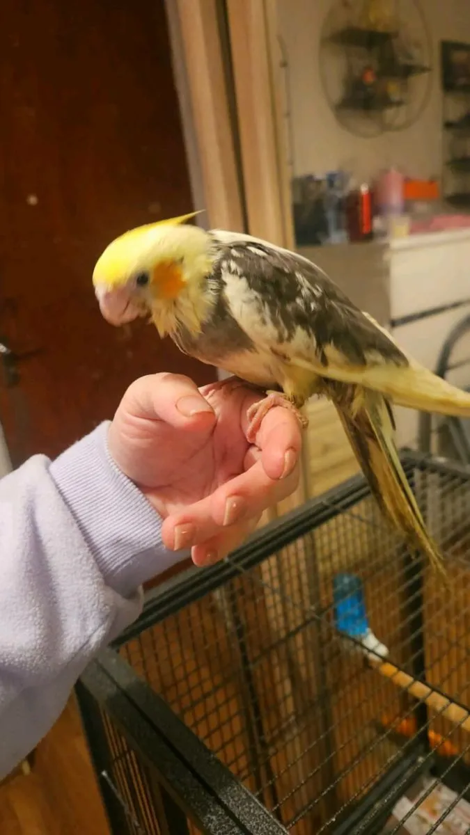 Hand Reared Cockatiels - Image 3