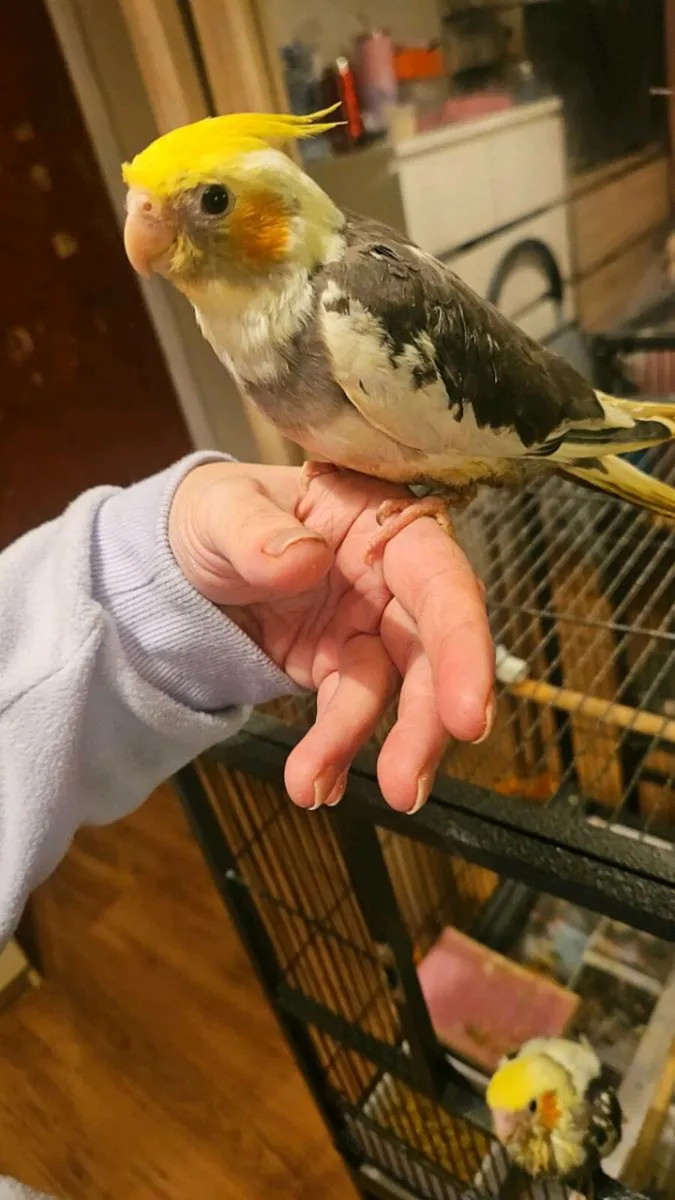 Hand Reared Cockatiels - Image 4