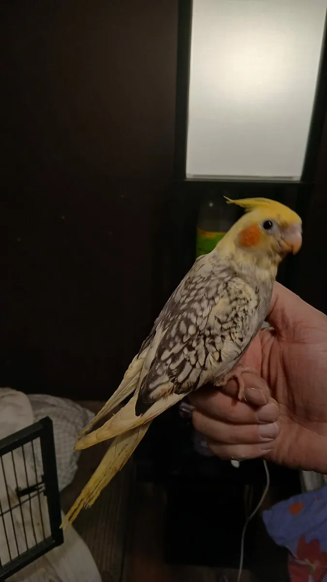 Hand Reared Cockatiels - Image 1