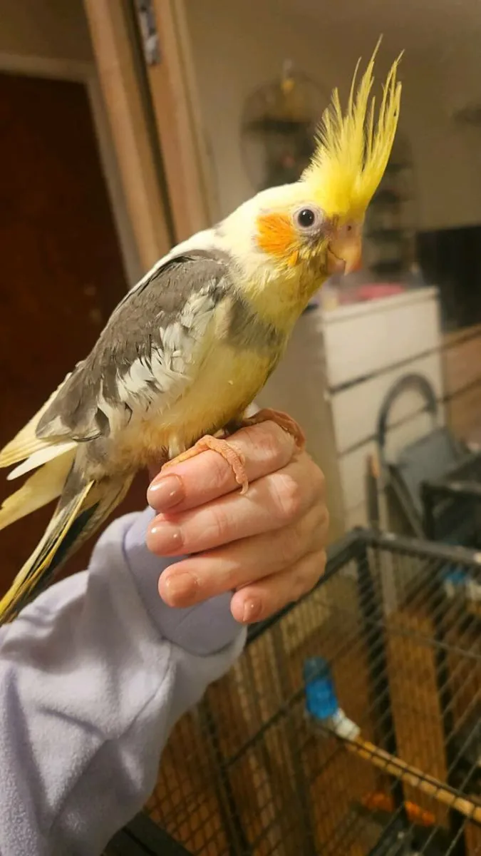 Hand Reared Cockatiels - Image 2