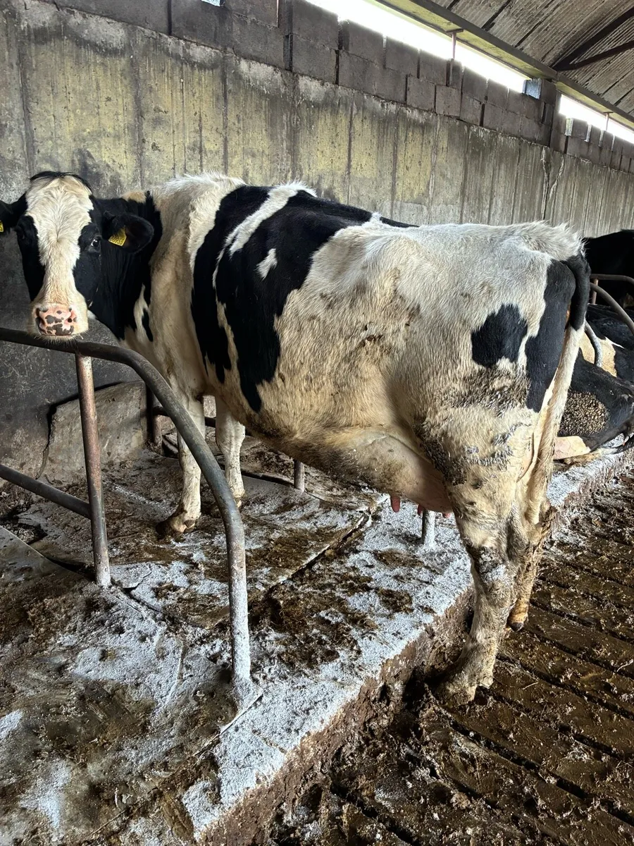 Fresian cow - Image 1