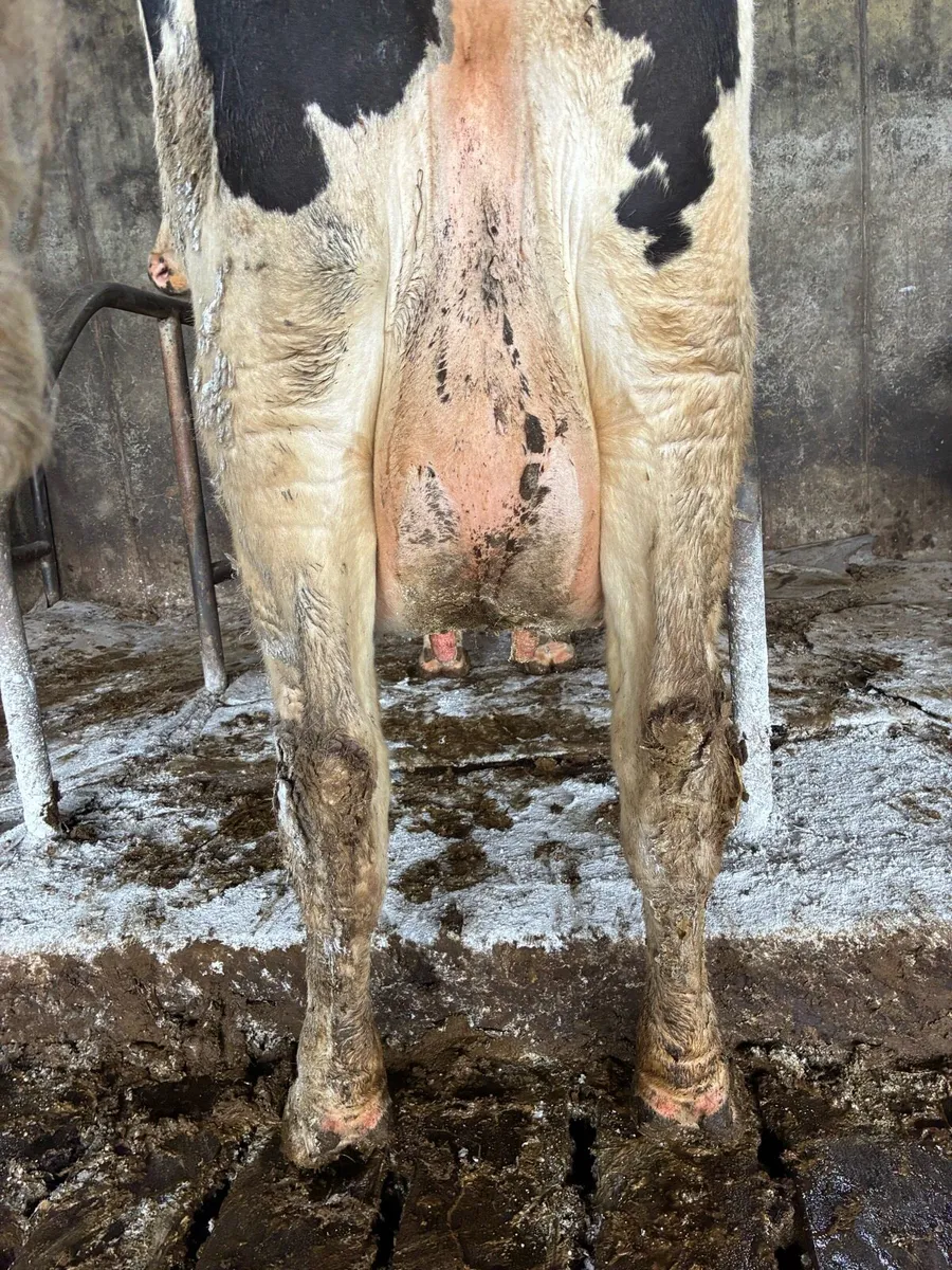 Fresian cow - Image 3