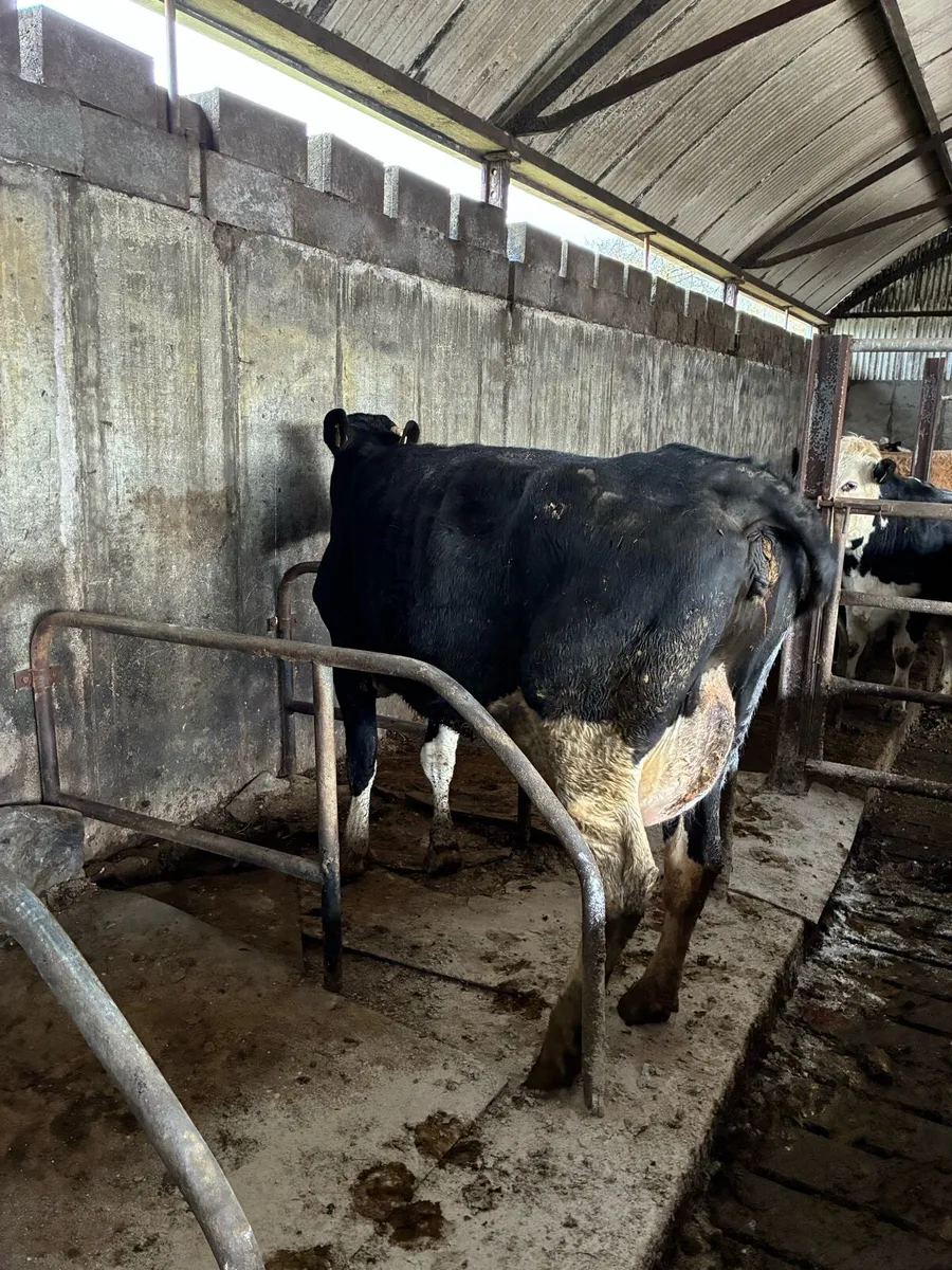 Fresian cow - Image 4