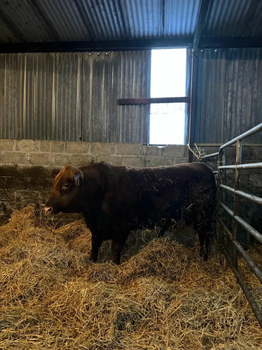 Red Aberdeen Angus Bull - Image 2