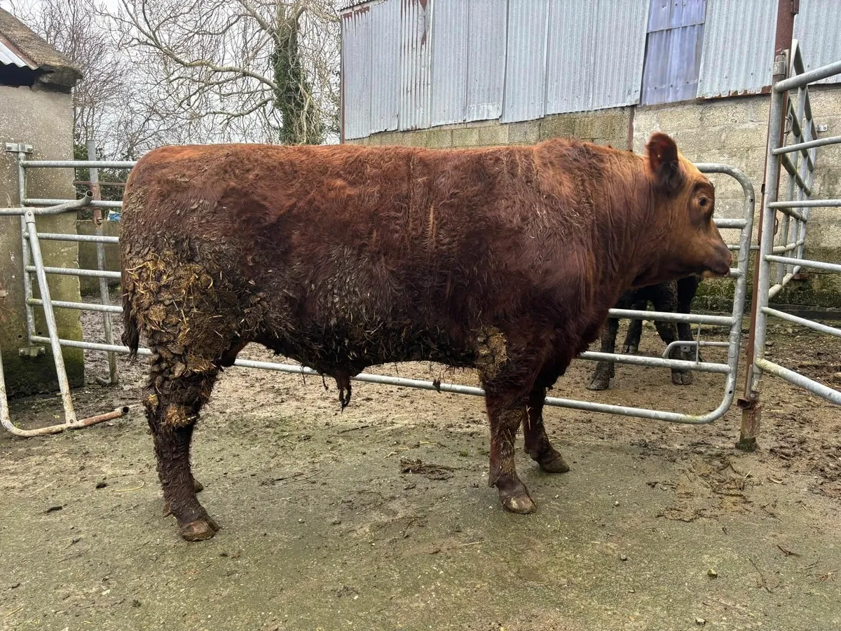 Red Aberdeen Angus Bull - Image 1