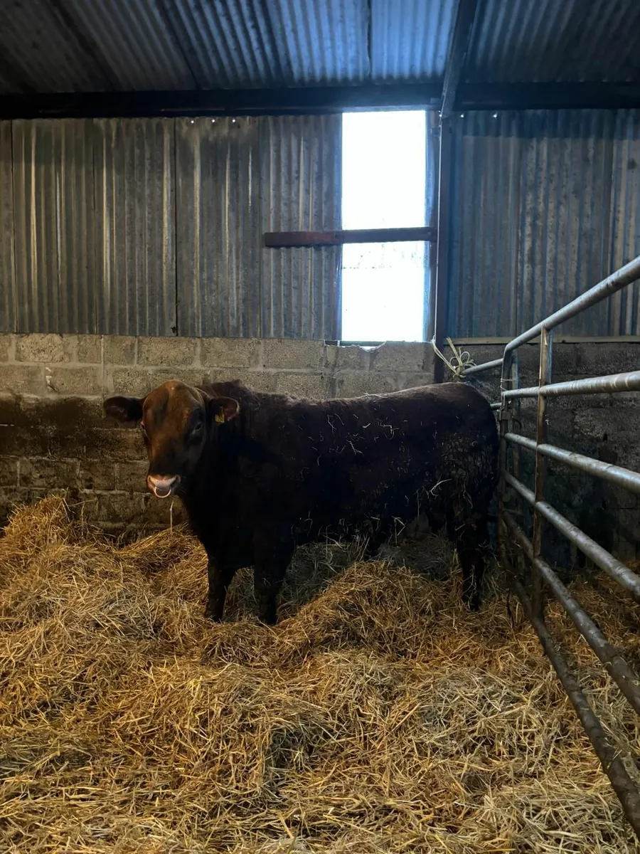 Red Aberdeen Angus Bull - Image 3