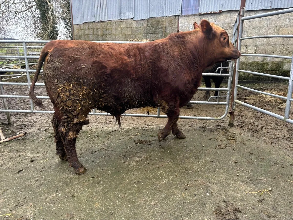 Red Aberdeen Angus Bull - Image 4