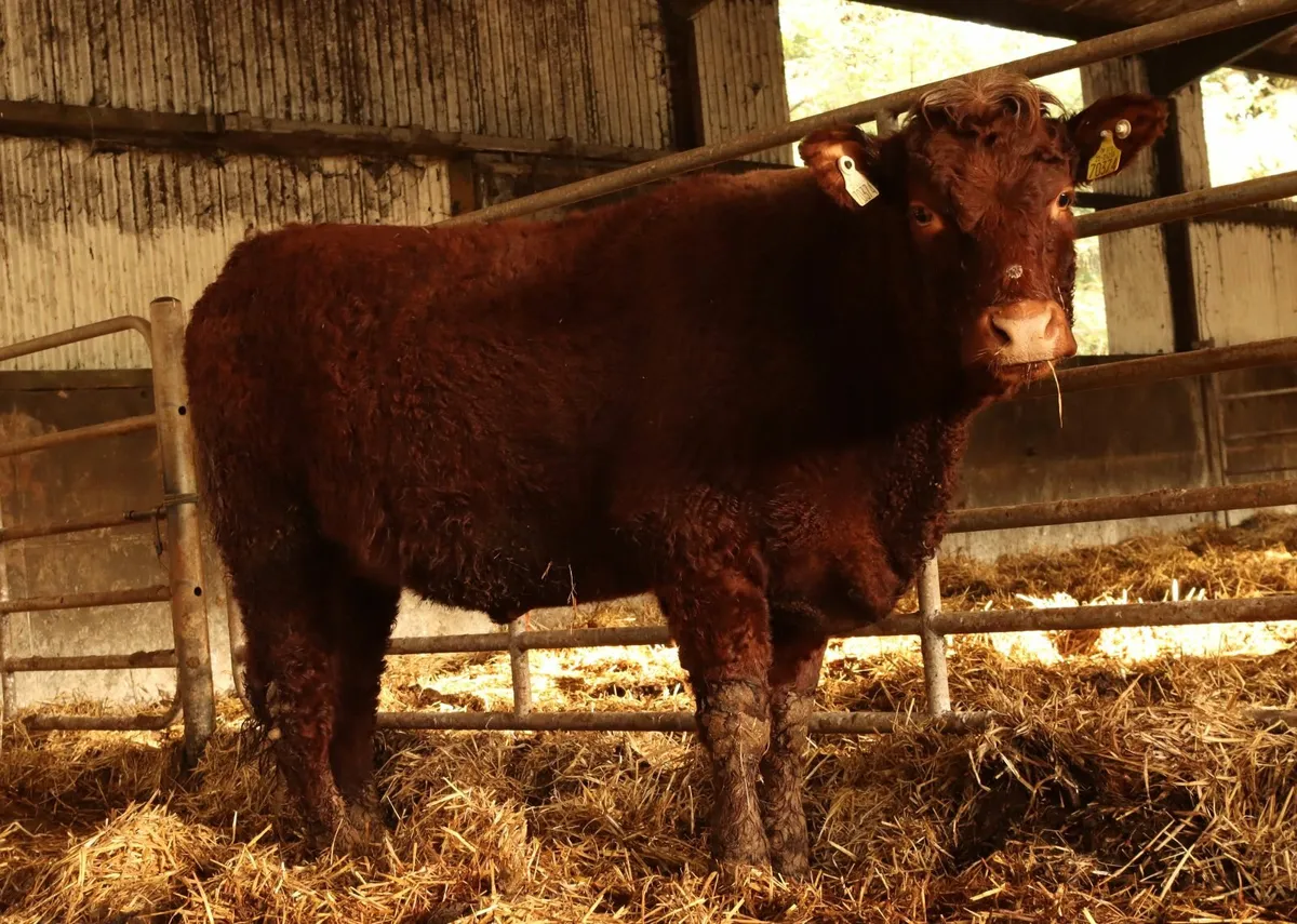 In calf salers heifer - Image 1