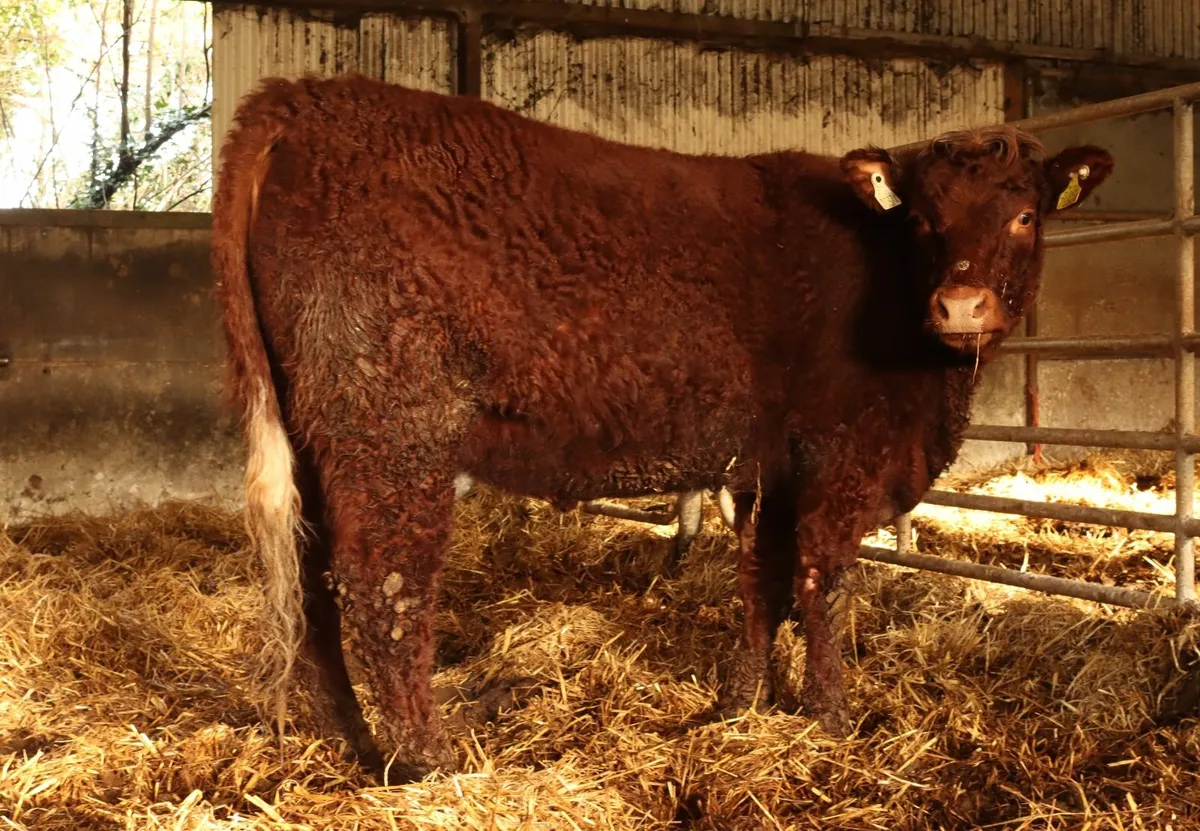 In calf salers heifer - Image 3