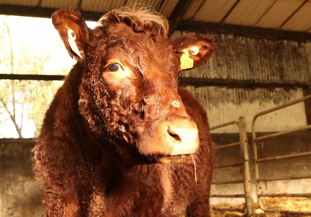 In calf salers heifer - Image 4