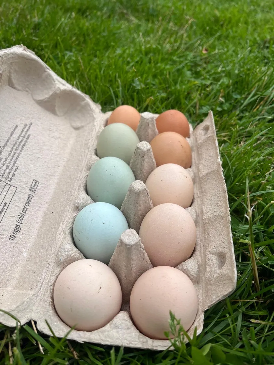 Fertile hen and duck  eggs - Image 1
