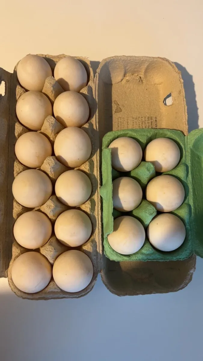Fertile hen and duck  eggs - Image 2
