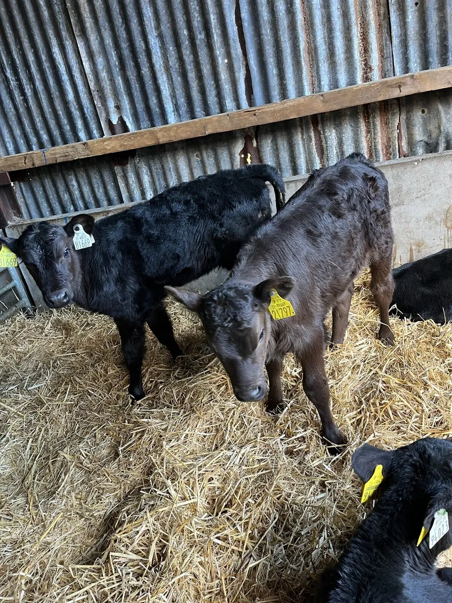 10 Angus heifer calves - Image 2
