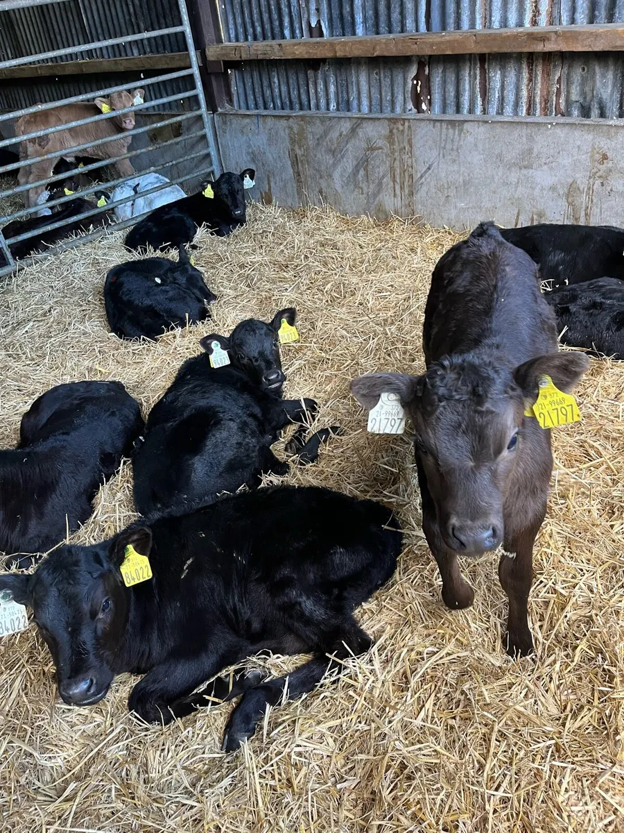 10 Angus heifer calves - Image 3