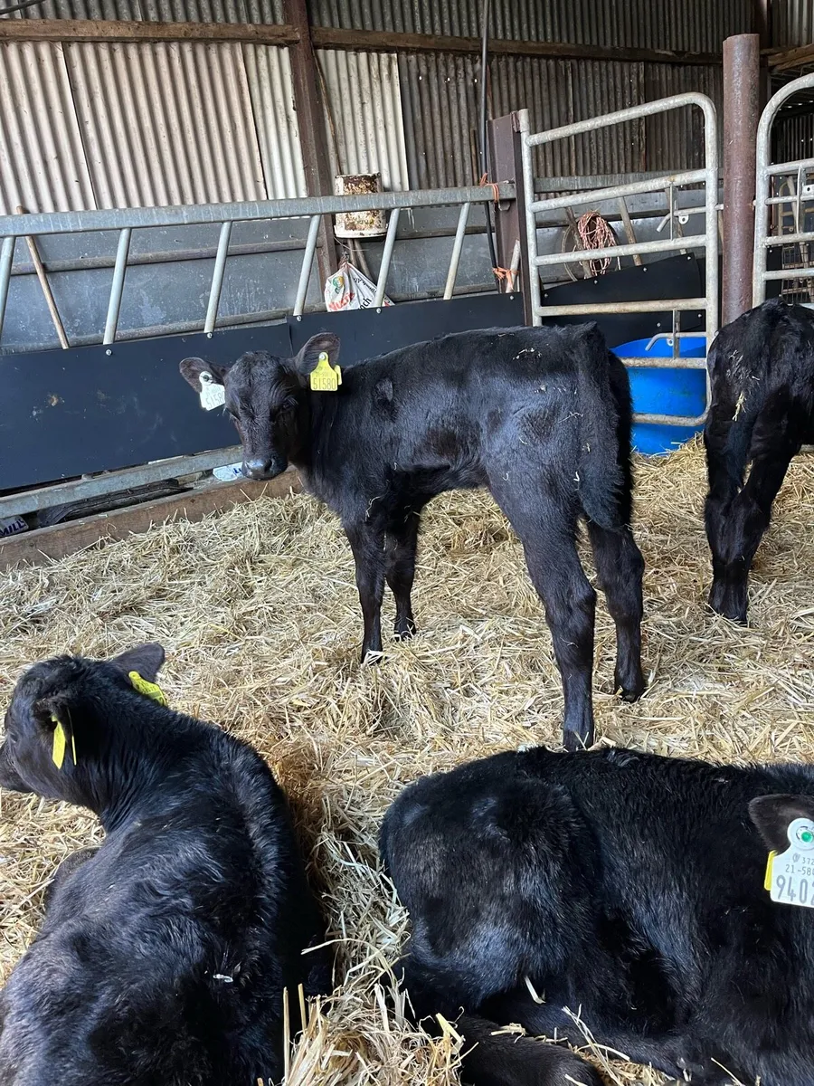 10 Angus heifer calves - Image 1