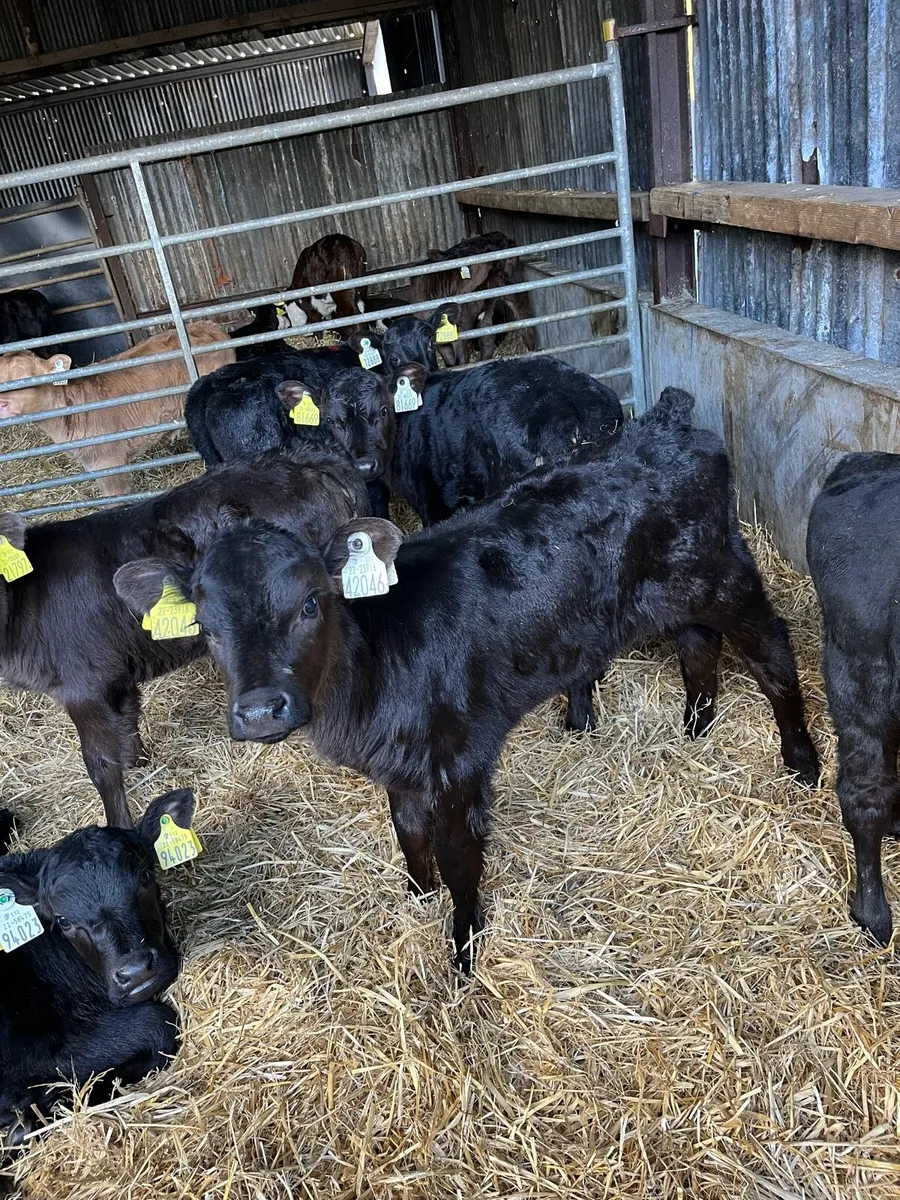 10 Angus heifer calves - Image 4