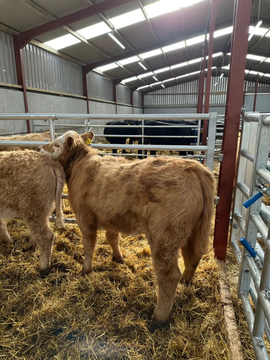 Charolais and lim heifers - Image 3