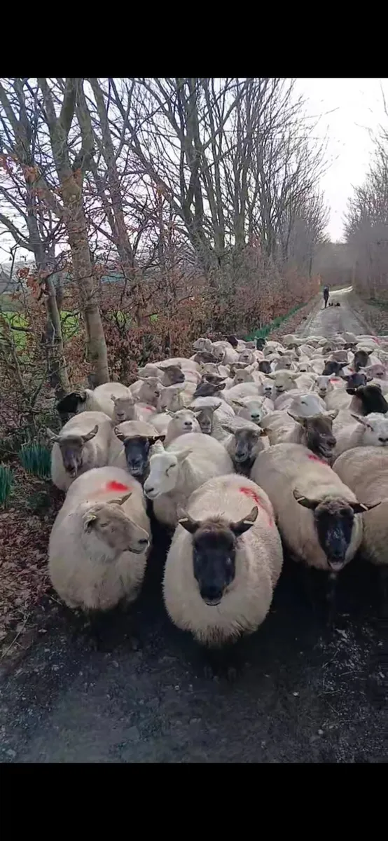 In Lamb ewes - Image 2