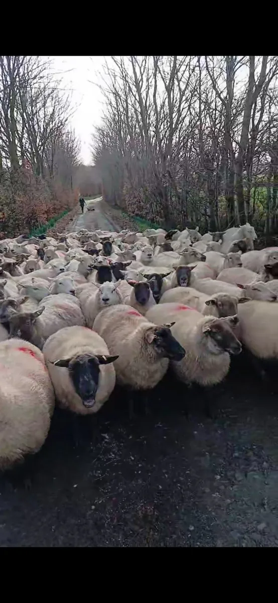 In Lamb ewes - Image 1