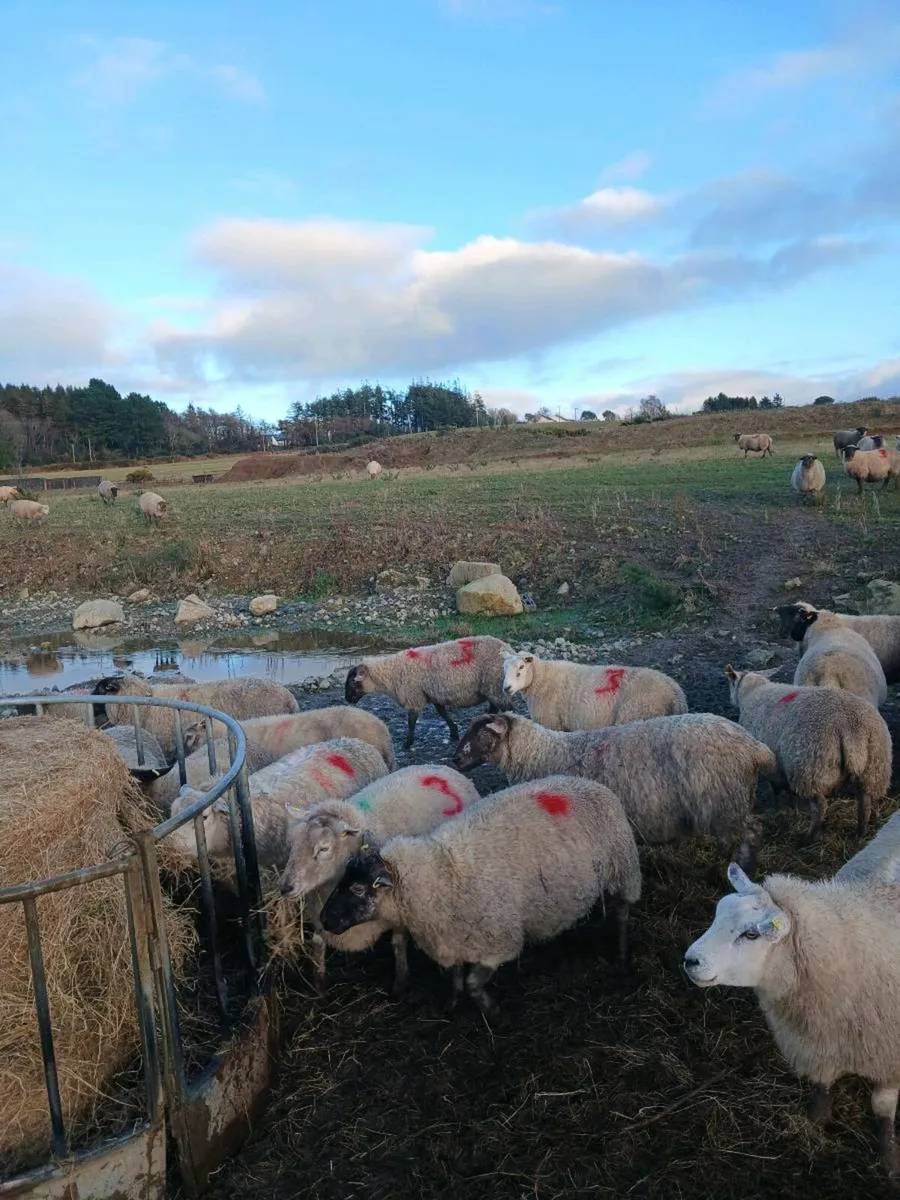 In Lamb ewes - Image 3