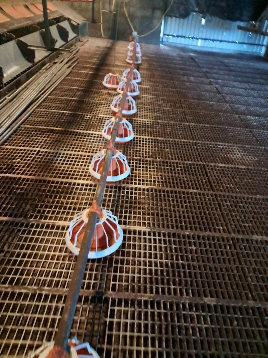 Poultry equipment - feeding system - Image 4