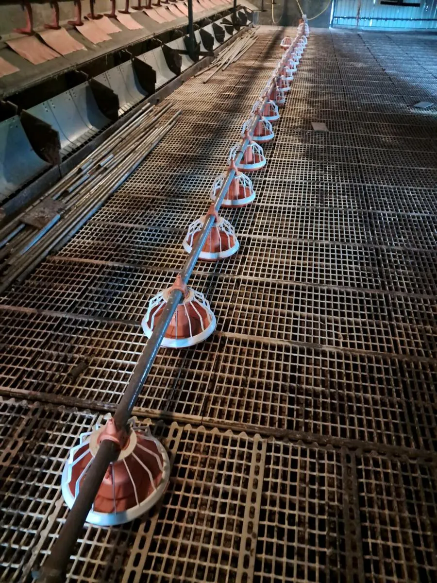 Poultry equipment - feeding system - Image 1