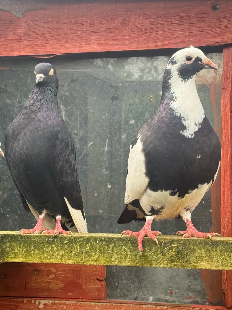 Pigeon for sale - Image 1