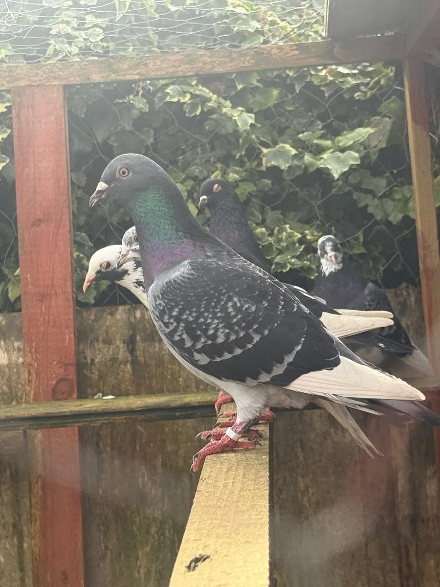Pigeon for sale - Image 2