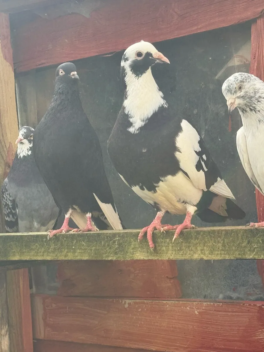 Pigeon for sale - Image 4