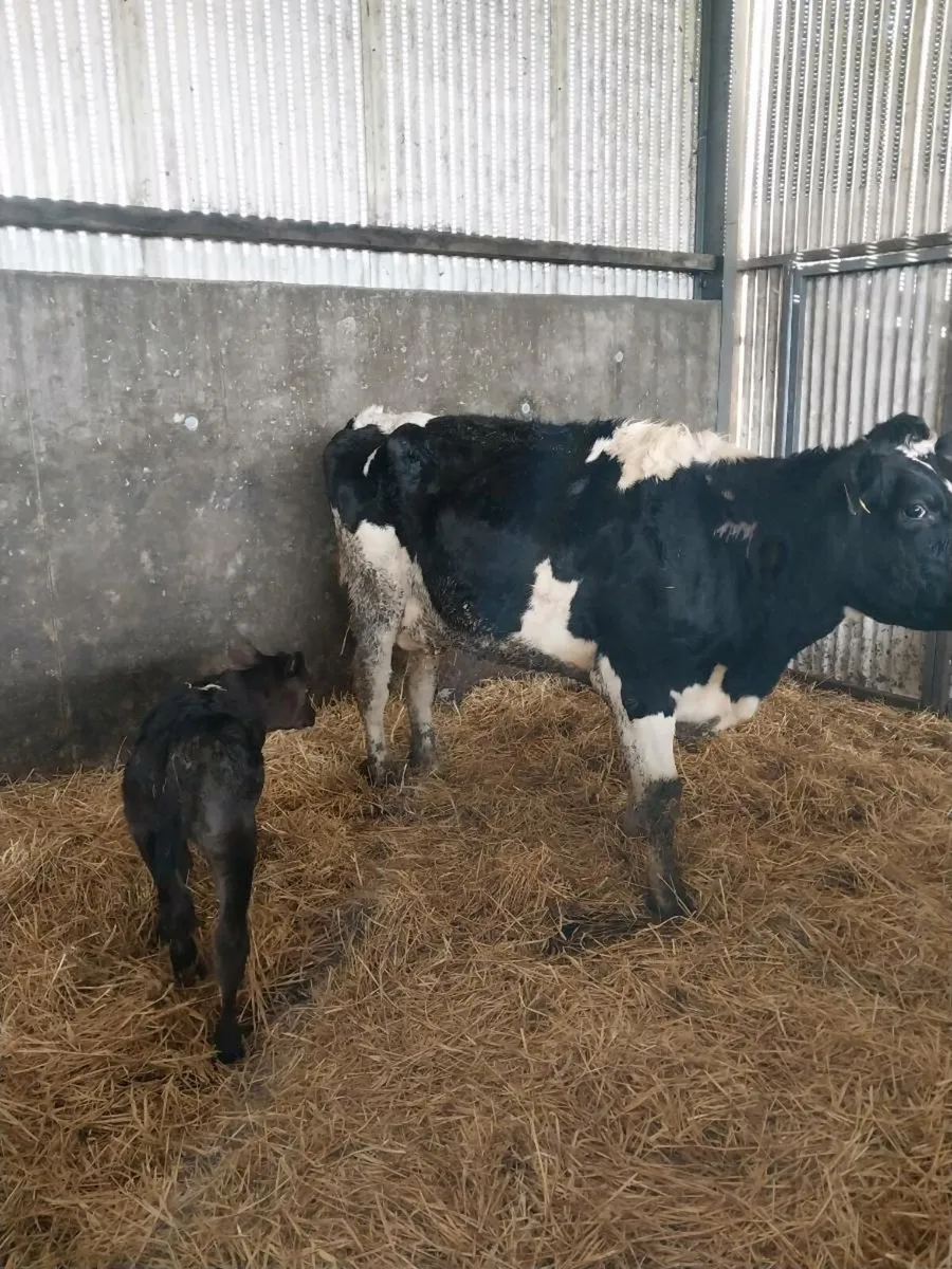 Cow's and calves - Image 1