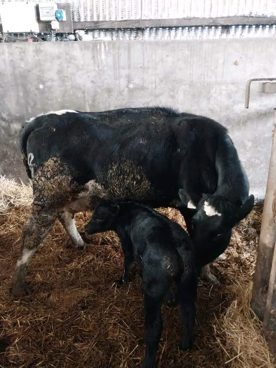 Cow's and calves - Image 3