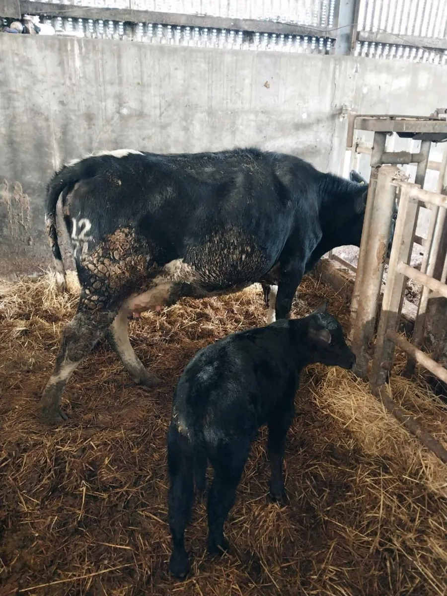 Cow's and calves - Image 4