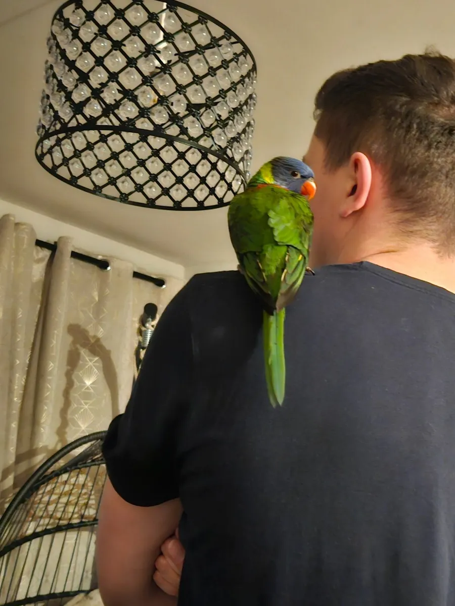 2 Rainbow Lorikeets + Casa 150 Cage – Full Setup - Image 3