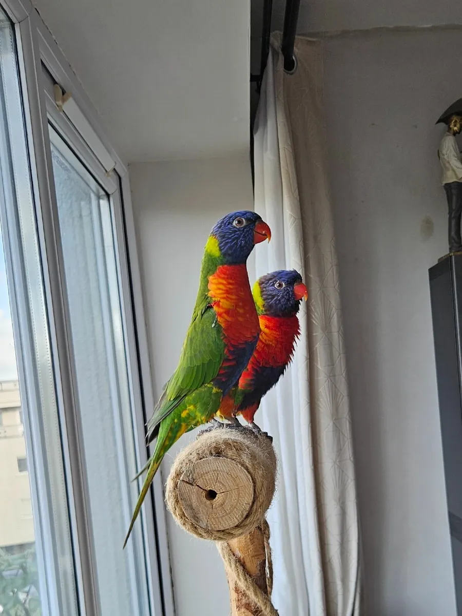 2 Rainbow Lorikeets + Casa 150 Cage – Full Setup - Image 2