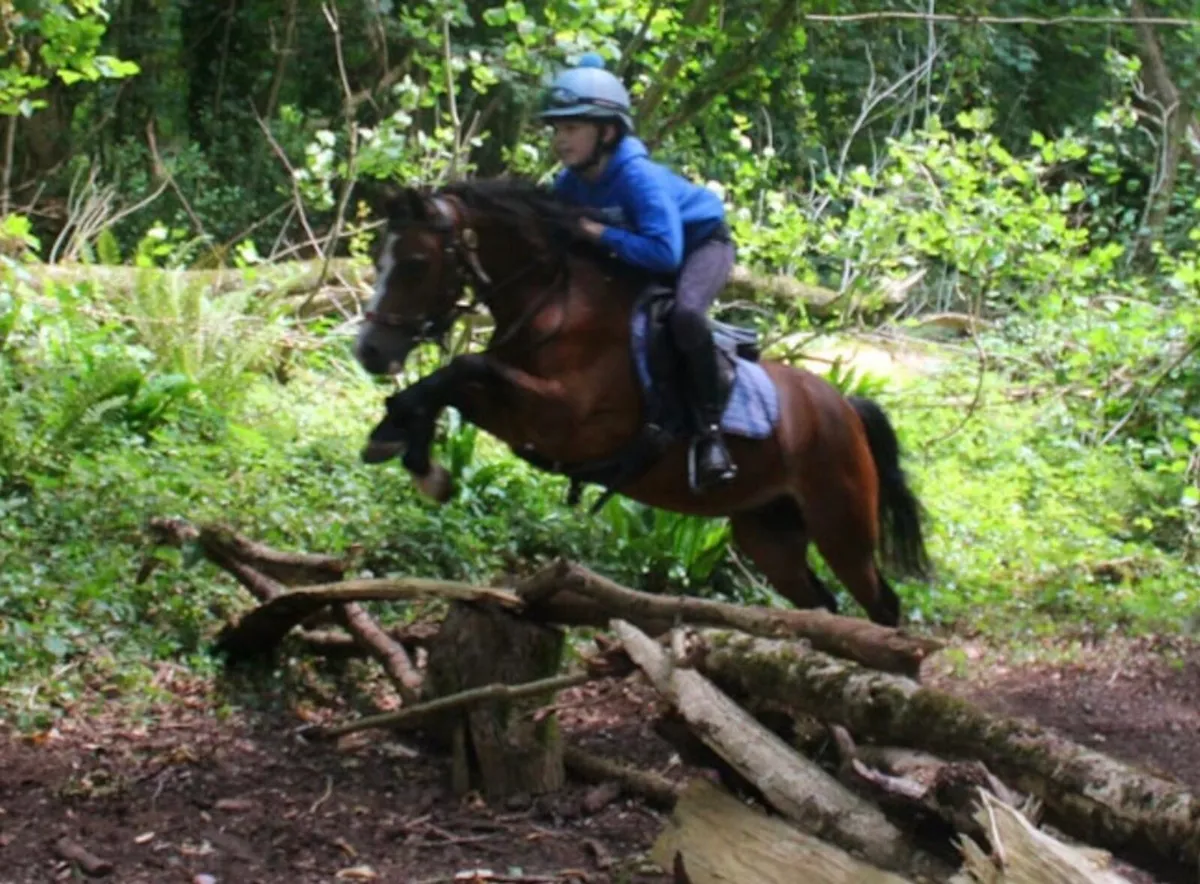 Lead rein pony - Image 2