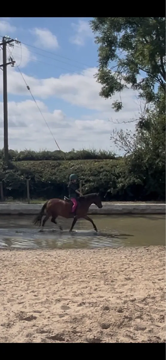 Lead rein pony - Image 4