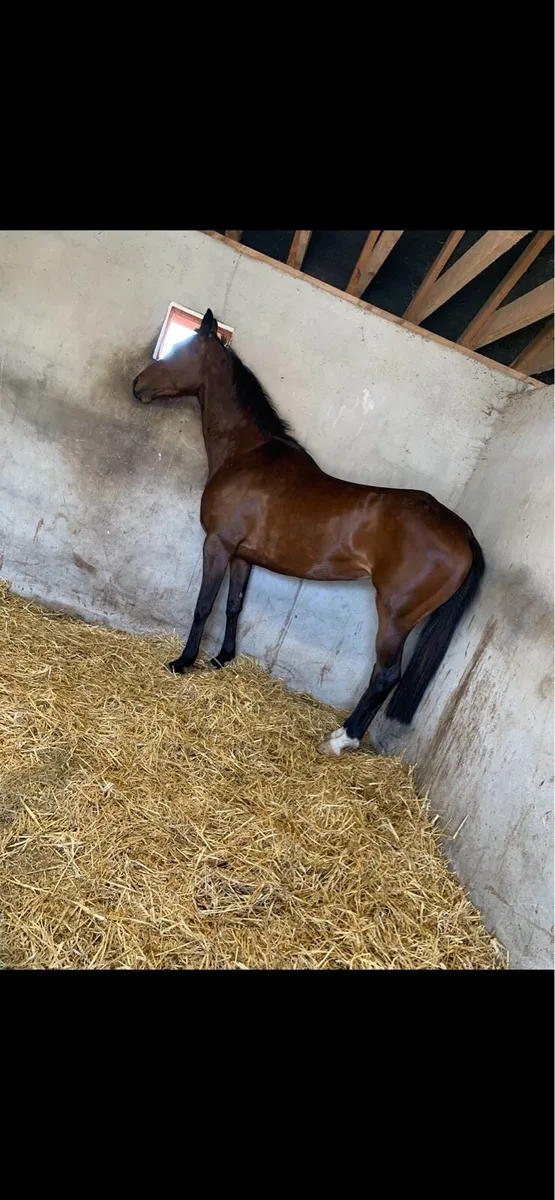 Barely a moment 7yr old - Image 2